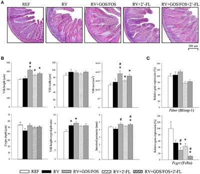 Supplementation With 2′-FL and scGOS/lcFOS Ameliorates Rotavirus-Induced Diarrhea in Suckling Rats